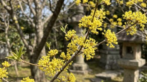 日曜日の初耳学の中で桜井さんをイメージして飾られていた、花のイメージ画像