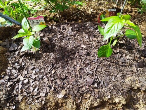 管理人情報に載せるために、スマホを使って撮った写真