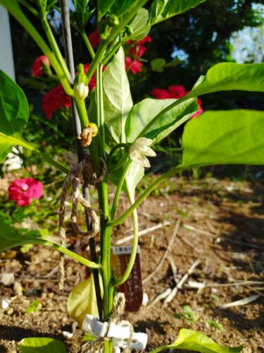 ピーマンに第一花房が付いたところ